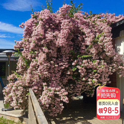 海蒂花灌木多年生猬实花卉