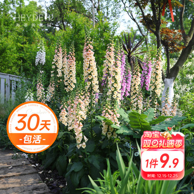 毛地黄花境盆栽苗植物耐寒