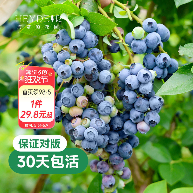 海蒂的花园蓝莓树果苗盆栽南方北方带阳台庭院地栽果蔬苗海妈家