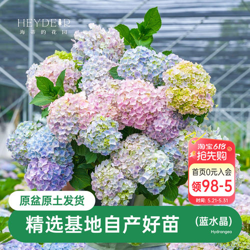 海蒂的花园蓝水晶绣球花苗直立紧凑盆栽阳台庭院地栽好养花卉植物