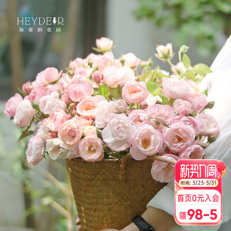 海蒂的花园月季花苗草莓杏仁饼四季直立月季玫瑰庭院阳台花卉盆栽