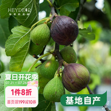 海蒂的花园无花果树果苗盆栽庭院家庭地栽水果树苗好种易养