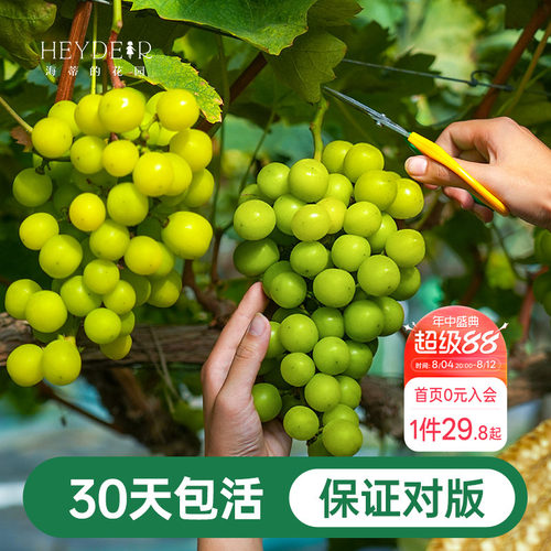 阳台果树阳光玫瑰葡萄苗