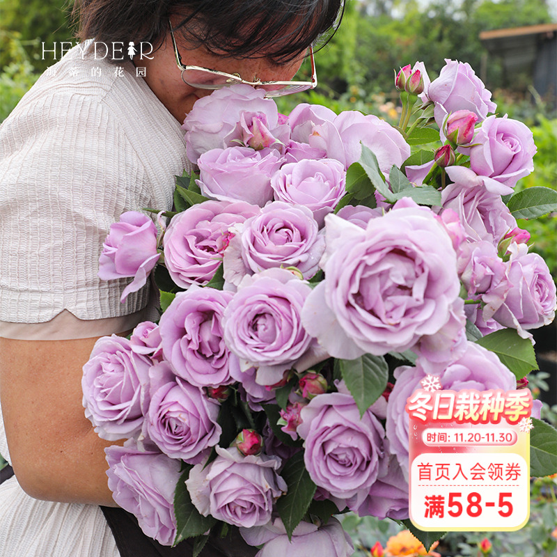 海蒂的花园蓝色风暴月季灌木花苗盆栽多季开花阳台庭院植物花卉