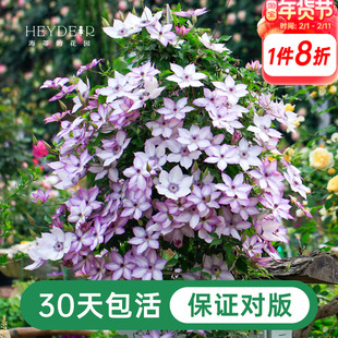 海蒂的花园铁线莲盆栽苗乌托邦倒影银币铃铛爬藤栅栏阳台花卉海妈