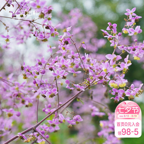 耐寒阳台唐松草海蒂的花园