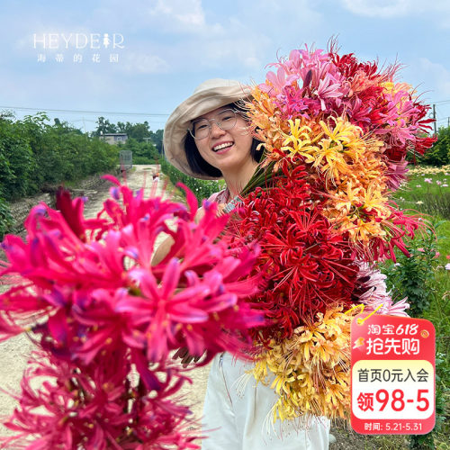 海蒂的花园彼岸花石蒜种球