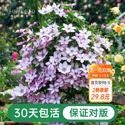 海蒂的花园铁线莲阳台爬藤乌托邦