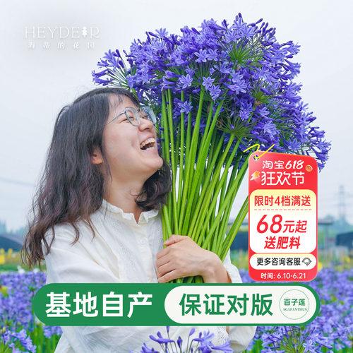 海蒂百子莲庭院耐热植物花卉