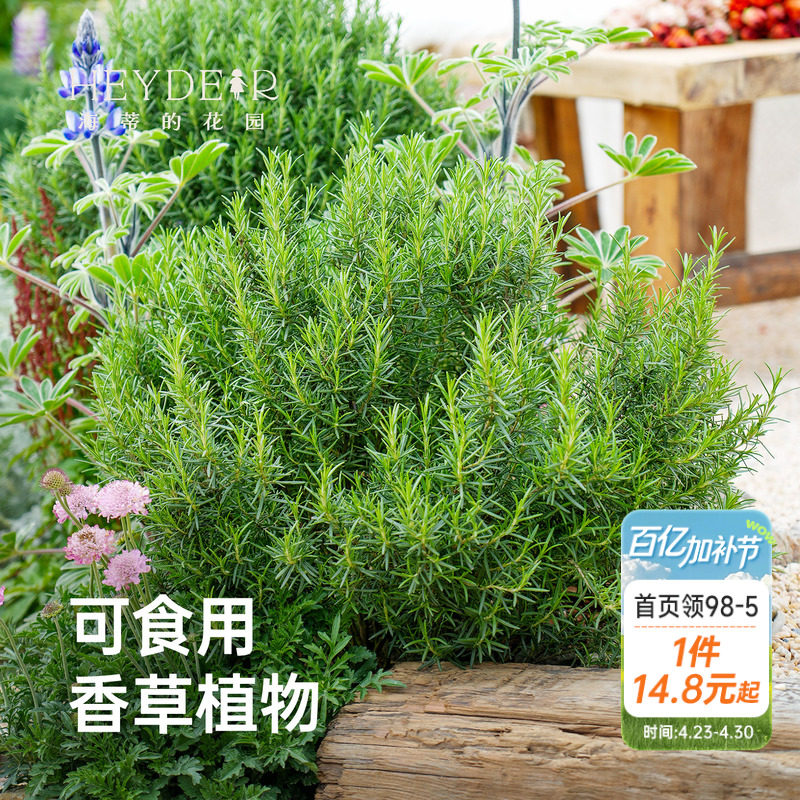 海蒂的花园迷迭香香草植物食用西餐调料庭院阳台趣味香料花卉盆栽