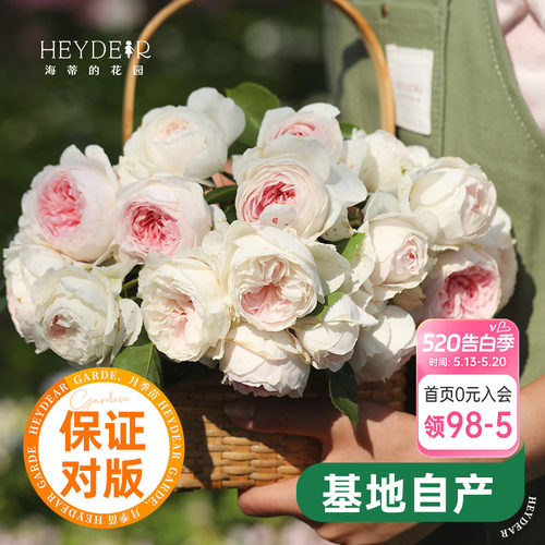 海蒂的花园公爵夫人浓香灌木月季