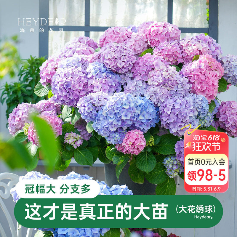 海蒂的花园大花绣球大苗魔幻革命逃跑新娘阳台庭院绣球花苗盆栽