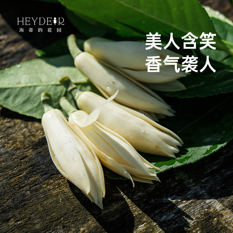 海蒂的花园黄葛兰黄角兰白兰花四川本土植物耐热香味花卉树苗盆栽