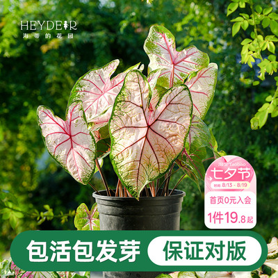 海蒂的花园彩叶芋种球粉色飞溅白色恋人桌面盆栽观叶植物室内绿植