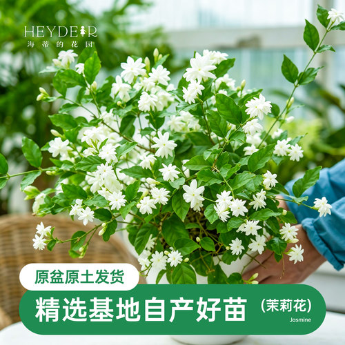 海蒂茉莉花阳台室内盆栽苗