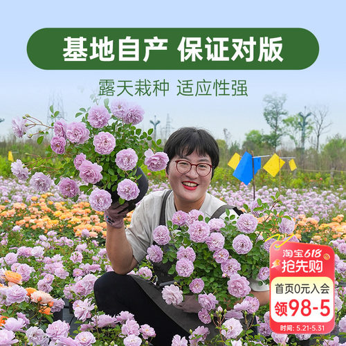 海蒂的花园月季花苗盆栽小苗爬藤玫瑰果汁阳台地栽花苗