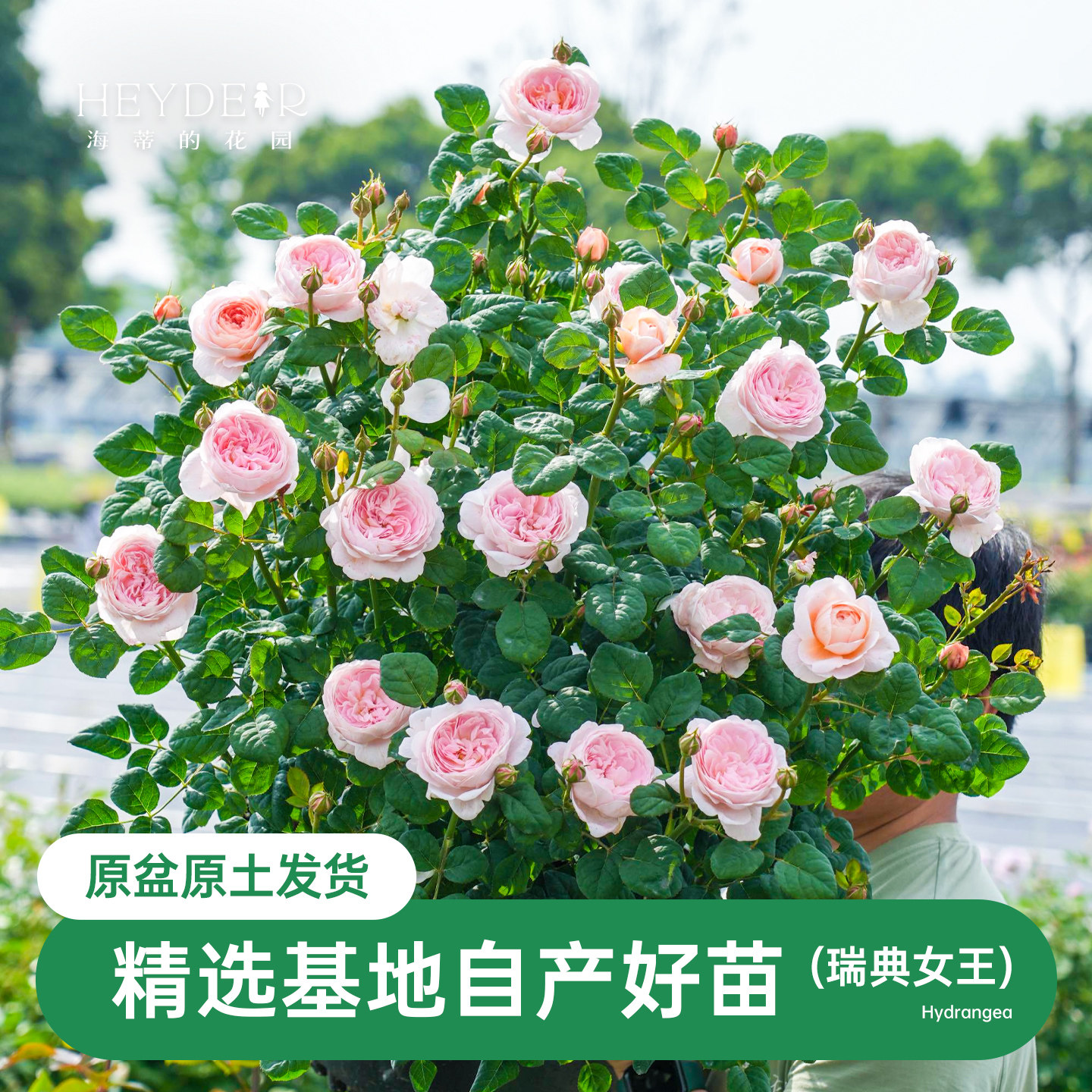 海蒂的花园瑞典女王直立月季包子仙美花量大表现好庭院植物盆栽苗