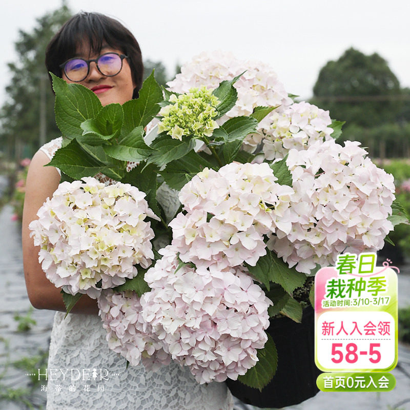 海蒂的花园青岛绣球大花粉白色可爱耐阴阳台露台花卉植物盆栽花苗