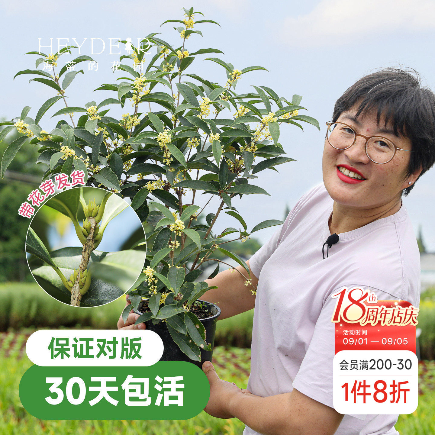 海蒂的花园桂花树苗四季桂盆栽图片