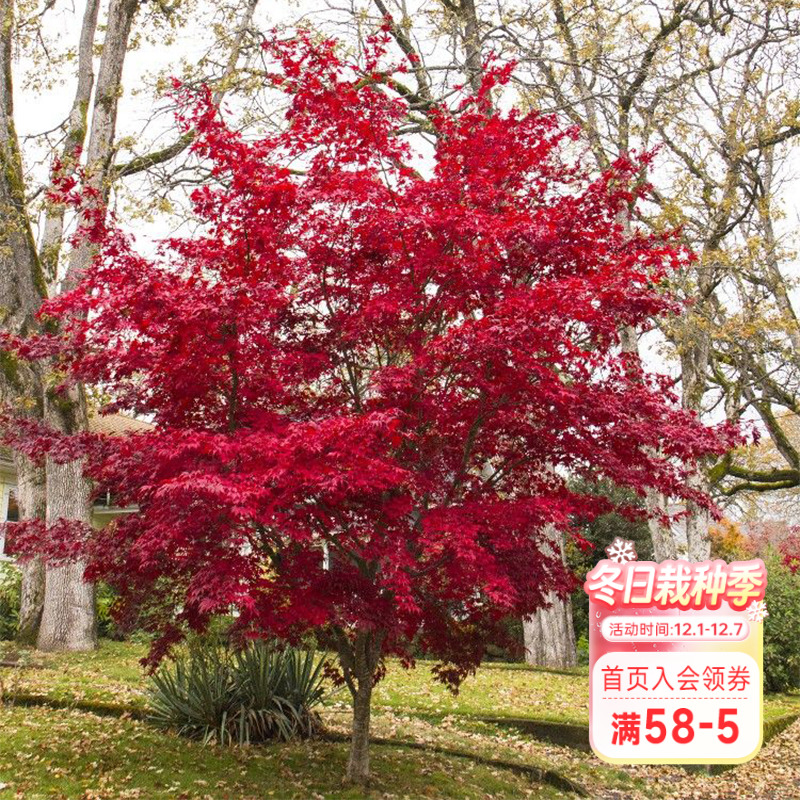 海蒂的花园 红叶枫树苗庭院园林景观风景树室外地栽盆栽观叶植物