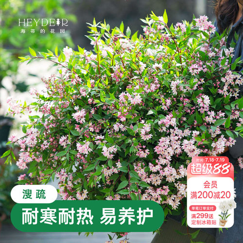 春天花瀑布溲疏海蒂的花园灌木