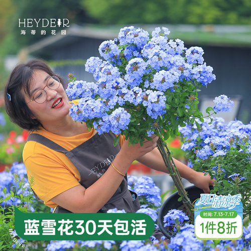 海蒂的花园蓝雪花盆栽耐热阳台可爬藤四季好养易活花卉植物室内花