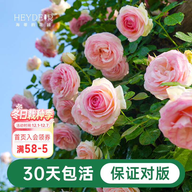 海蒂的花园月季花苗粉色龙沙宝石