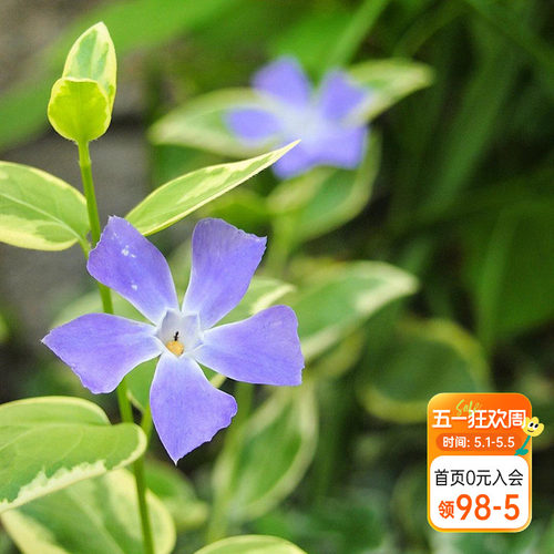 紫色小花垂吊花卉阳台盆栽苗