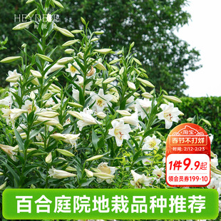海蒂的花园成都总店春百合种球庭院地栽品种进口球根植物海妈