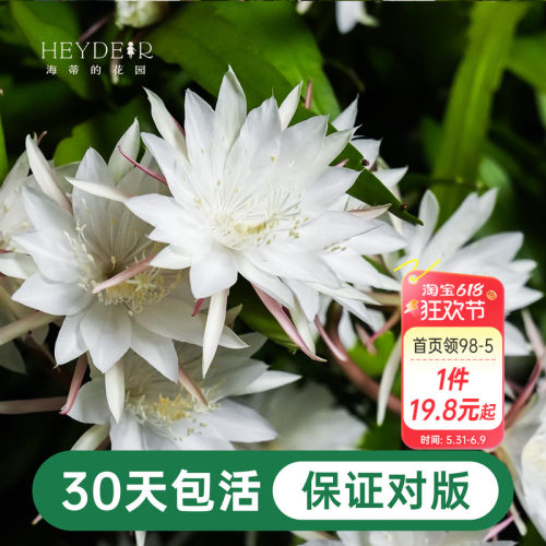 海蒂的花园昙花好养有香味花卉