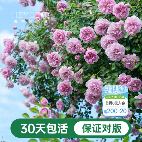 海蒂的花园爬藤月季花苗