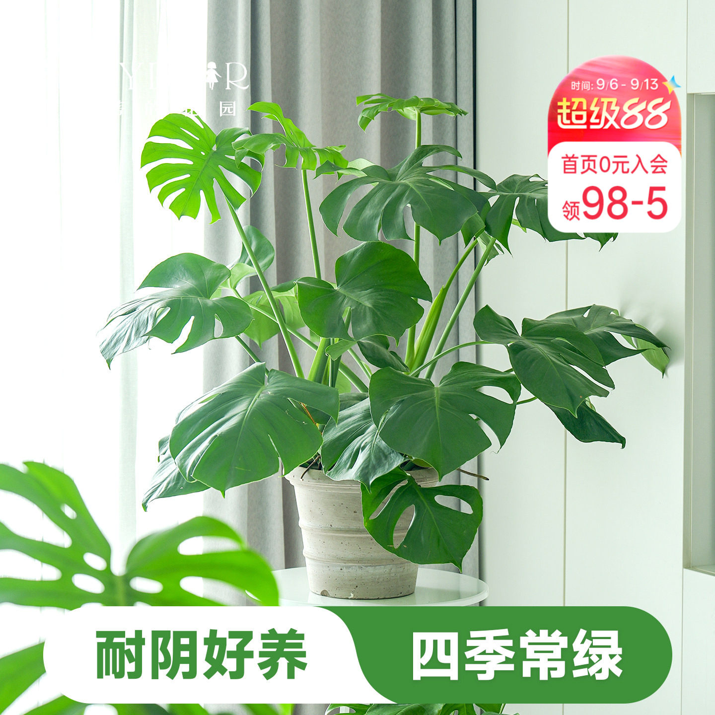 室内盆栽植物好养易活懒人观叶图片