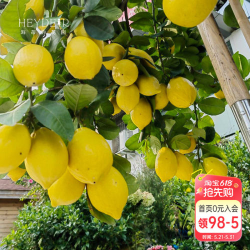 海蒂的花园香水柠檬家庭好养