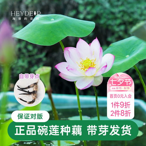 海蒂的花园 碗莲种藕荷花水培植物新手莲花可缸养庭院水生植物