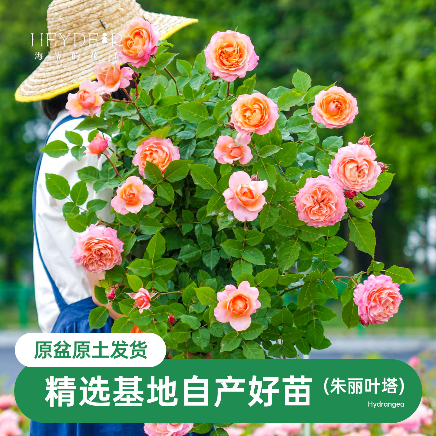 海蒂的花园月季花苗盆栽蓝色阴雨果汁阳台粉色龙沙宝石阳台庭院