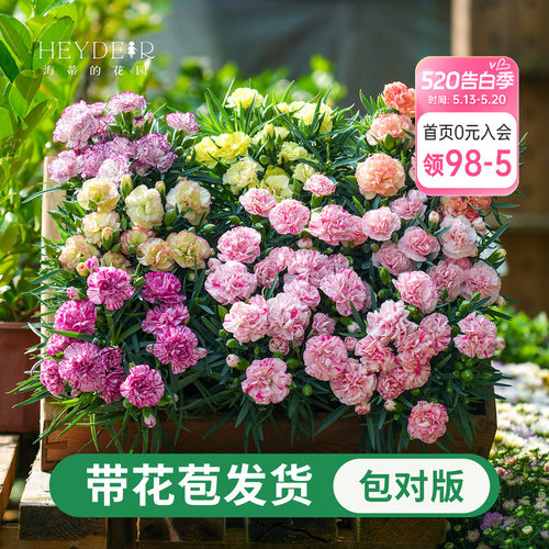 海蒂的花园康乃馨盆栽花苗阳台庭院花卉植物初吻少女母亲节礼物