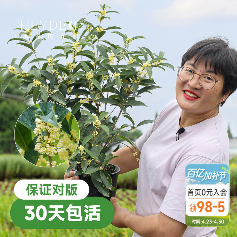 海蒂的花园桂花树苗四季桂盆栽室内可养庭院地栽花卉绿植八月金桂