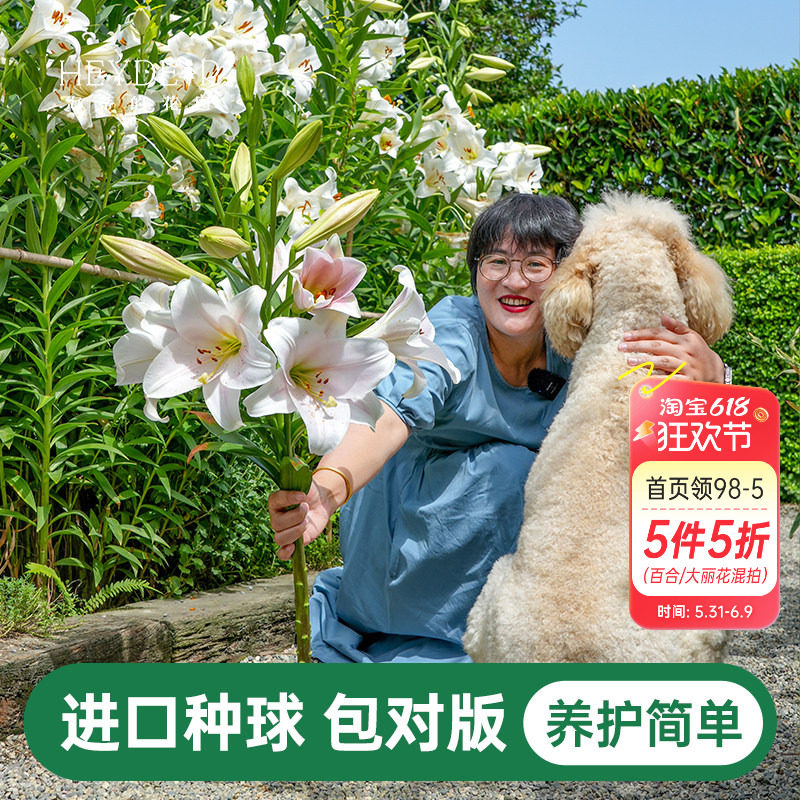 海蒂的花园百合种球重瓣球根香水庭院盆栽切花阳台植物卡里亚洲la