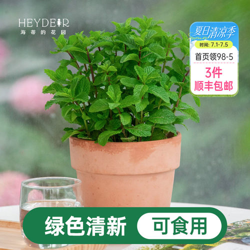 海蒂的花园薄荷盆栽苗