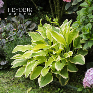 海蒂 花园成都总店玉簪盆栽苗蓝耳初霜耐阴观叶植物庭院造景海妈