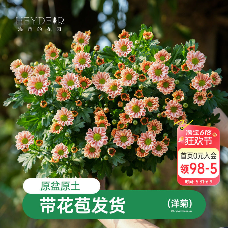 海蒂的花园乒乓菊盆栽带花苞菊花花苗耐热耐晒阳台花园洋菊植物