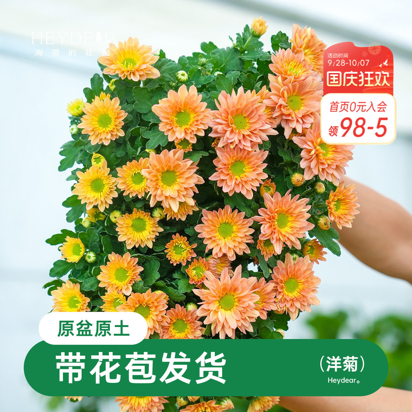 乒乓菊盆栽带花苞耐热耐晒图片