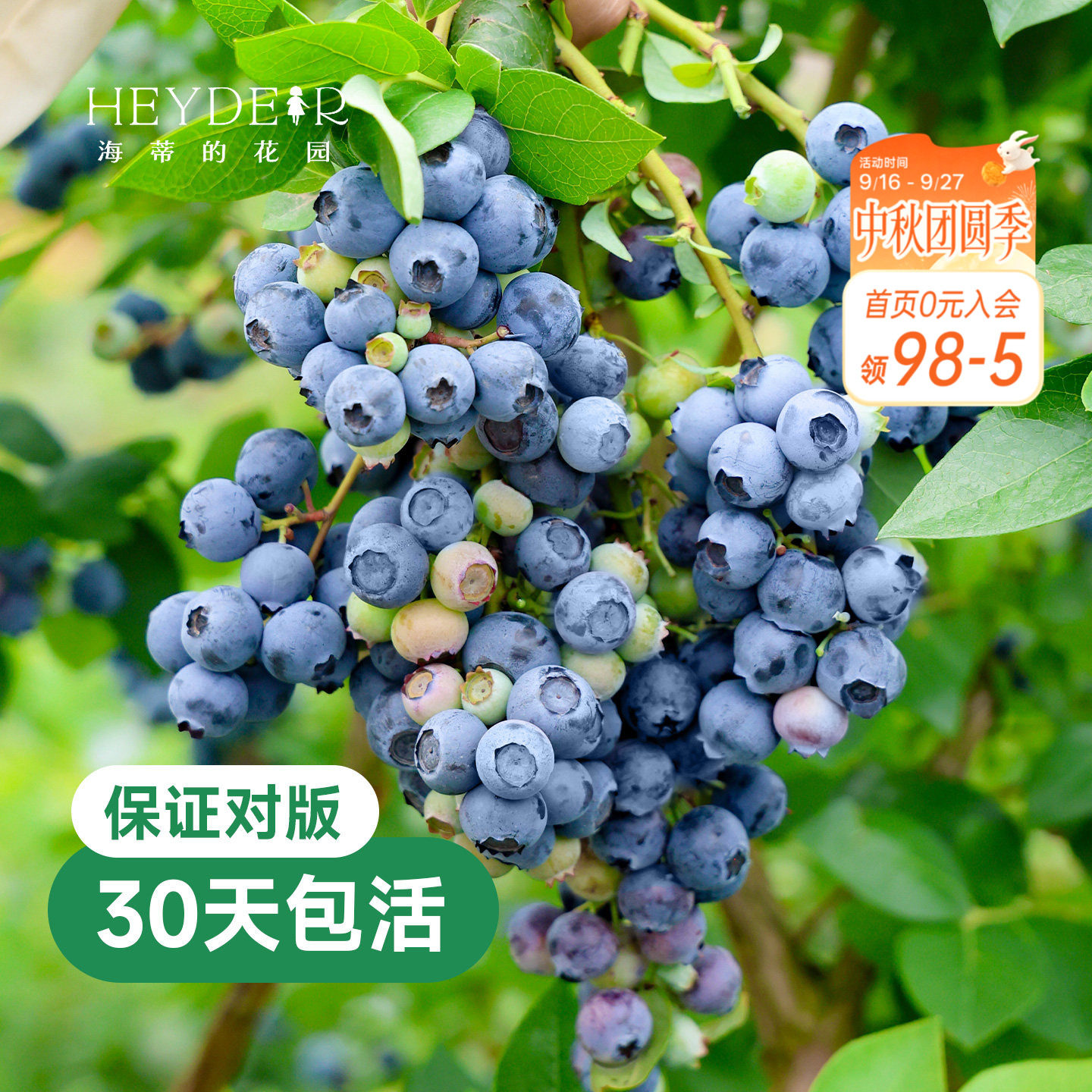 带花苞今年收果盆栽苗图片