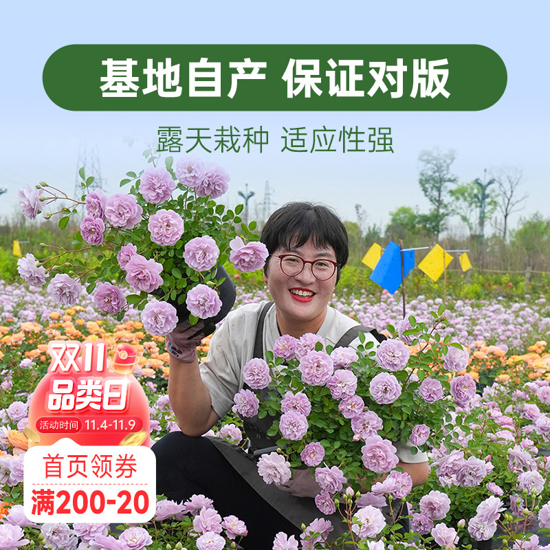 海蒂的花园月季花苗盆栽小苗爬藤玫瑰果汁阳台地栽花苗