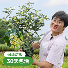 海蒂的花园桂花树苗四季桂盆栽室内可养庭院地栽花卉绿植八月金桂