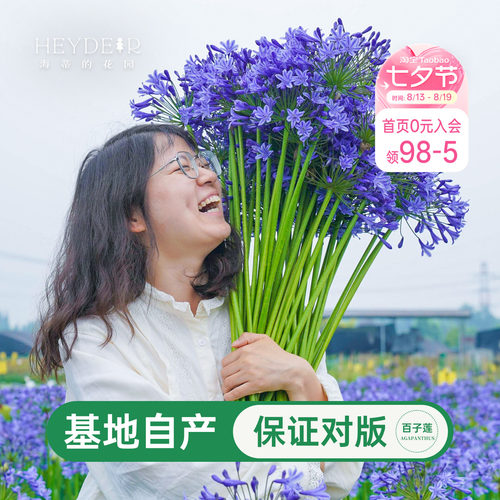 海蒂百子莲庭院耐热植物花卉
