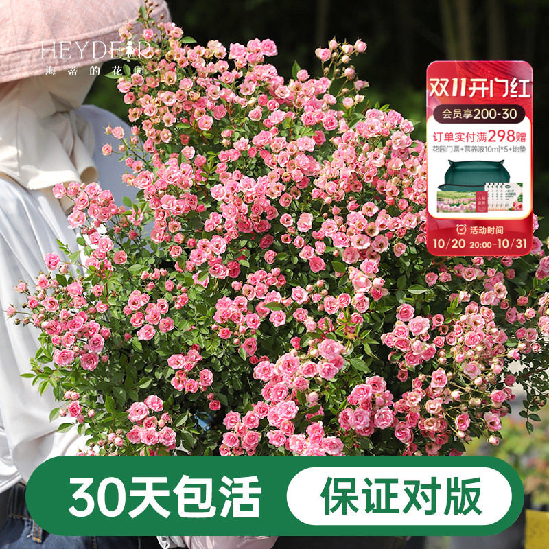 海蒂的花园月季花苗超微开花小微型迷你阳台室外露台植物花卉盆栽