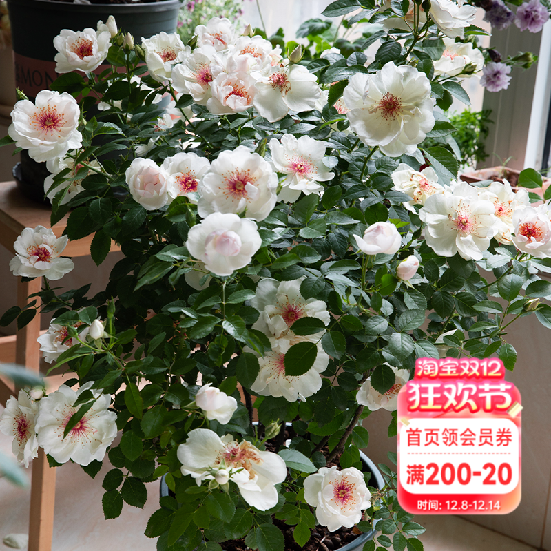 海蒂的花园杰奎琳杜普蕾直立月季