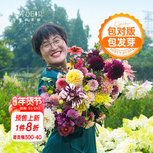 海蒂的花园大丽花种球进口大花球根花卉盆栽植物帝王大丽花树大丽