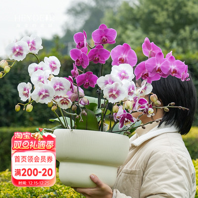 海蒂的花园蝴蝶兰盆栽带花苞大年宵兰花苗白纱宝贝金蝶胡室内花卉